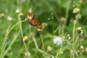 Uma borboleta coleta néctar de uma flor em um campo em Cingapura