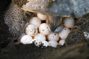 A turtle lays her eggs over the sand early morning 12 December, 2007 in Ostional beach, 350 km northwest from San Jose.