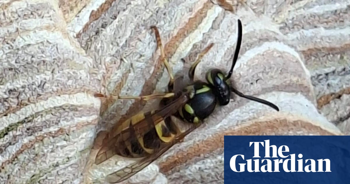 ‘I feel motherly towards them’: the nature reserve manager sharing her office with a wasp nest