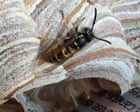 Nature Reserve Manager Embraces Wasp Colony in Office, Fostering Unexpected Bond