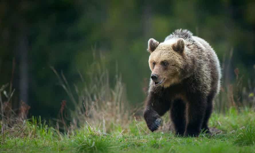 brown bears roaming the Carpathian mountains, Slovakia