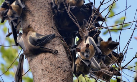 Straw-coloured fruit bats (Eidolon helvum) on a tree in the wetlands of Zambia’s Kasanka national park. 