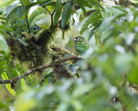 Head and shoulders of a rare El Oro parakeet among dense green foliage.