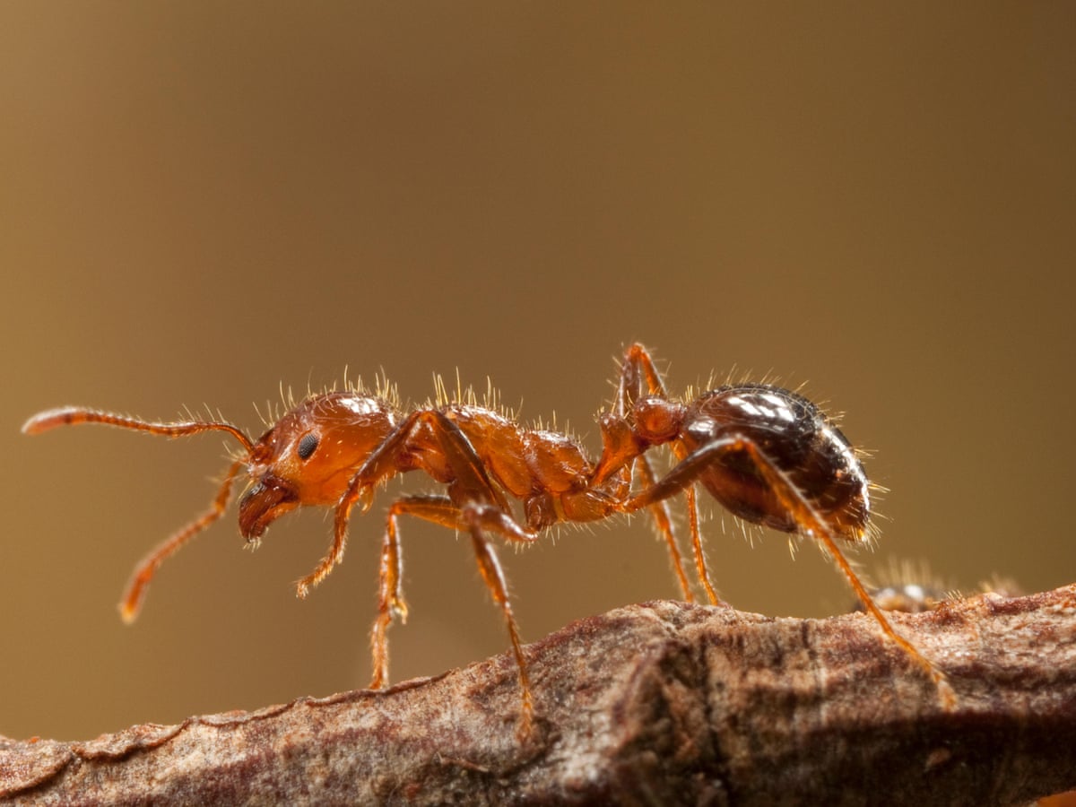 Fire Ant Racing Fire Ant Drone
