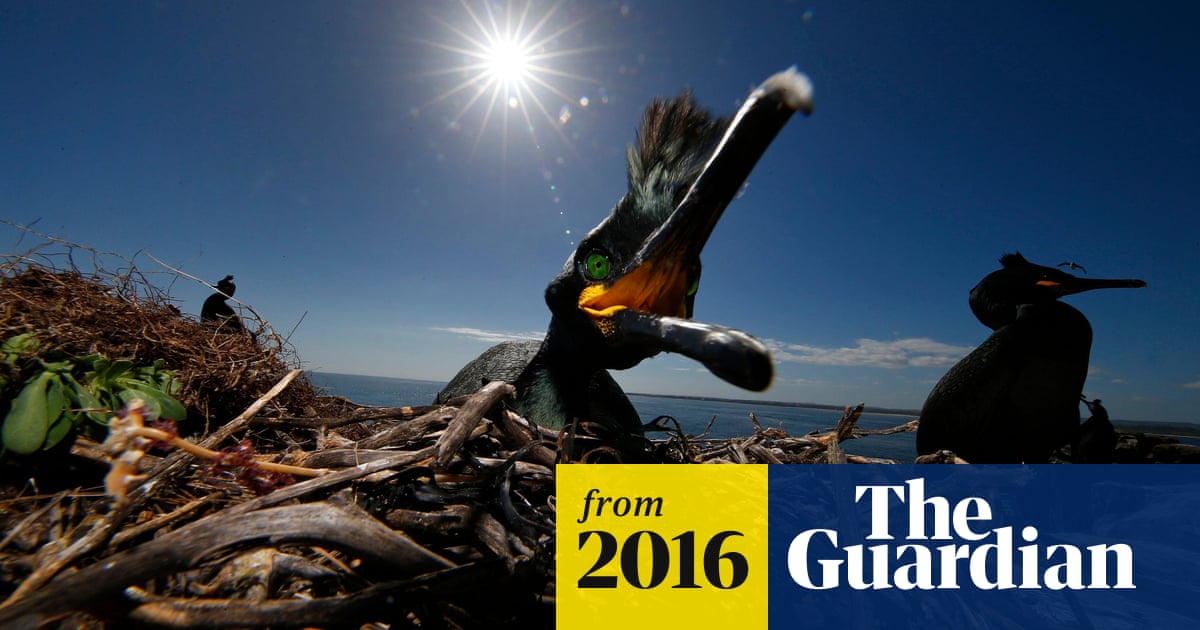 The week in wildlife – in pictures