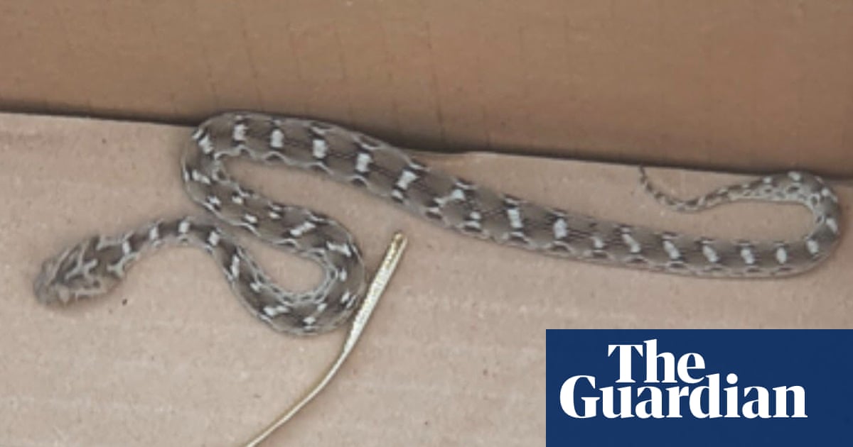 Forklift driver finds deadly saw-scaled viper in Salford brickyard