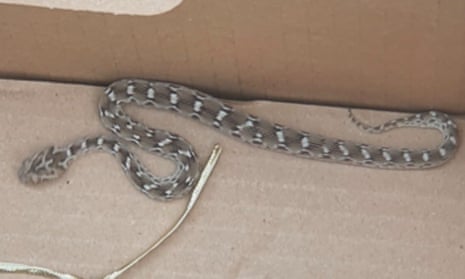 The snake has been given a new home at an establishment licensed to care for venomous reptiles