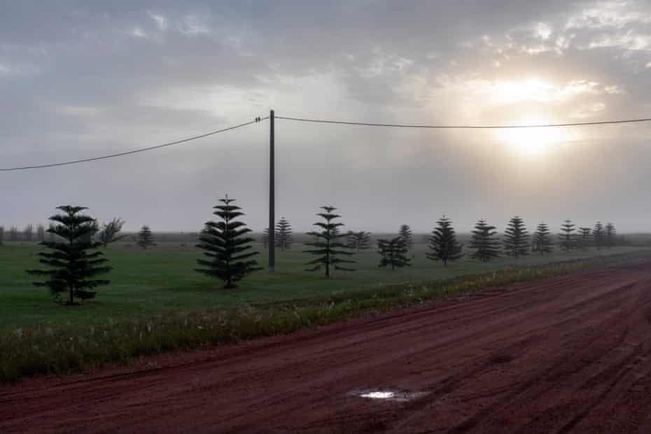 If possible, European migrants from the New World settled in areas that reminded them of homes left behind. In Liviney's case, some residents are struggling to introduce look-alike pine species.