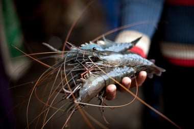 A person holds a handful of large prawns