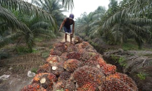 A worker on an oil palm plantation in Riau province, Indonesia. The use of palm oil for biodiesel is on the rise.