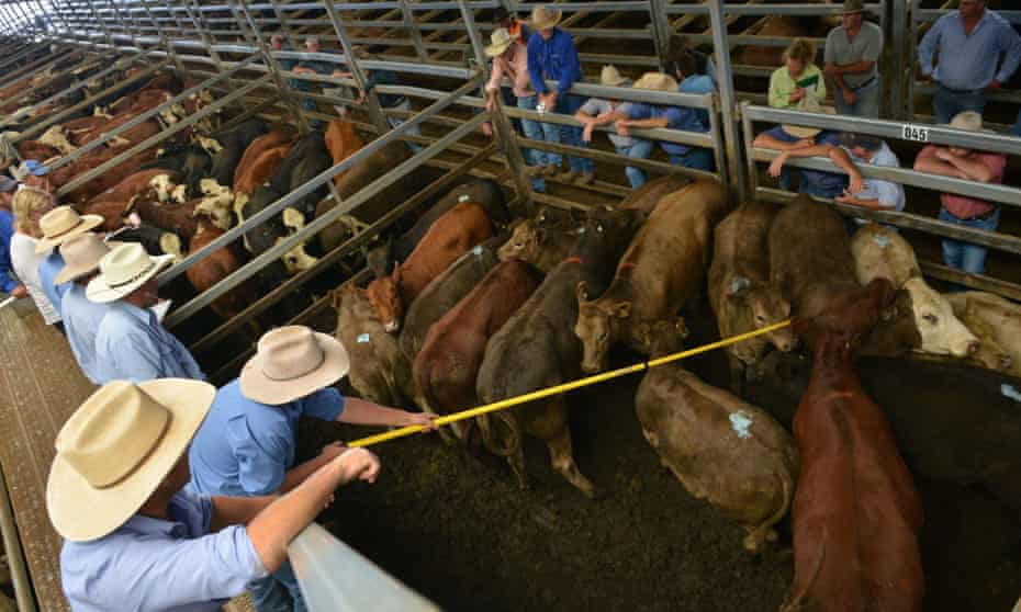 Livestock agents sell cattle to farmers at the weekly livestock sale near Carcoar in central-west New South Wales. The region is in the grip of drought.