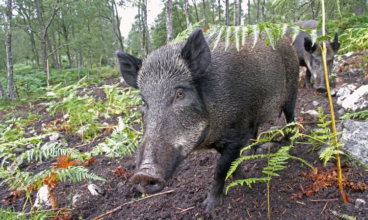 Tales of killer wild boar in UK are hogwash, say environmentalists