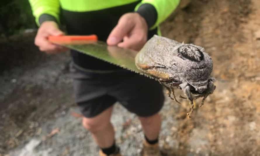 A giant wood moth the size of a freakin' American football is shown resting on the end of a handsaw held by a man in dark shorts and a fluorescent yellow-and-black shirt. 