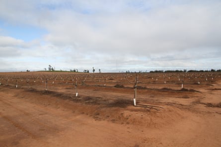 An almond plantation in Griffith