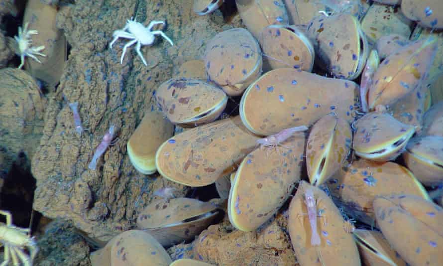 A hydrothermal vent community.