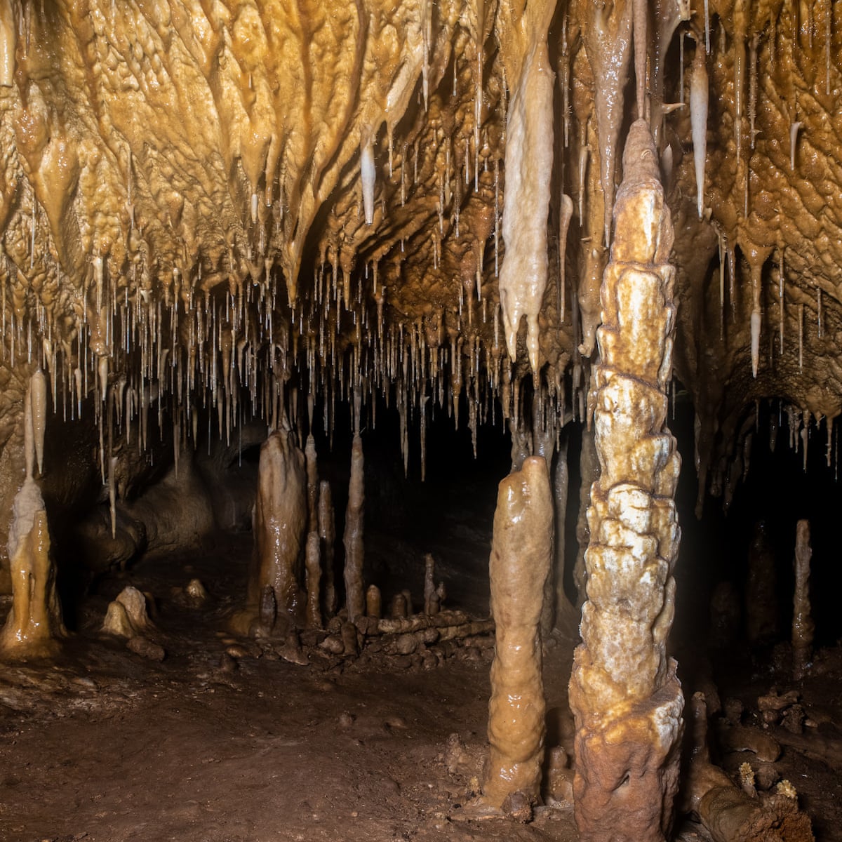 Bear-clawed cavern discovered in Spain 'opens new door on ...