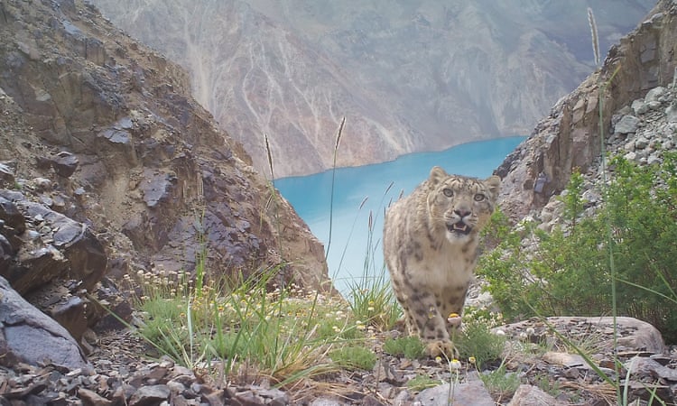 Does Tajikistan’s population of snow leopards really depend on trophy hunting for its survival?