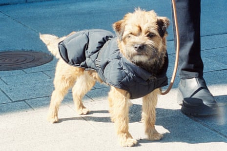 How much is that doggie (coat) in the window? The rise of pet fashion, Fashion