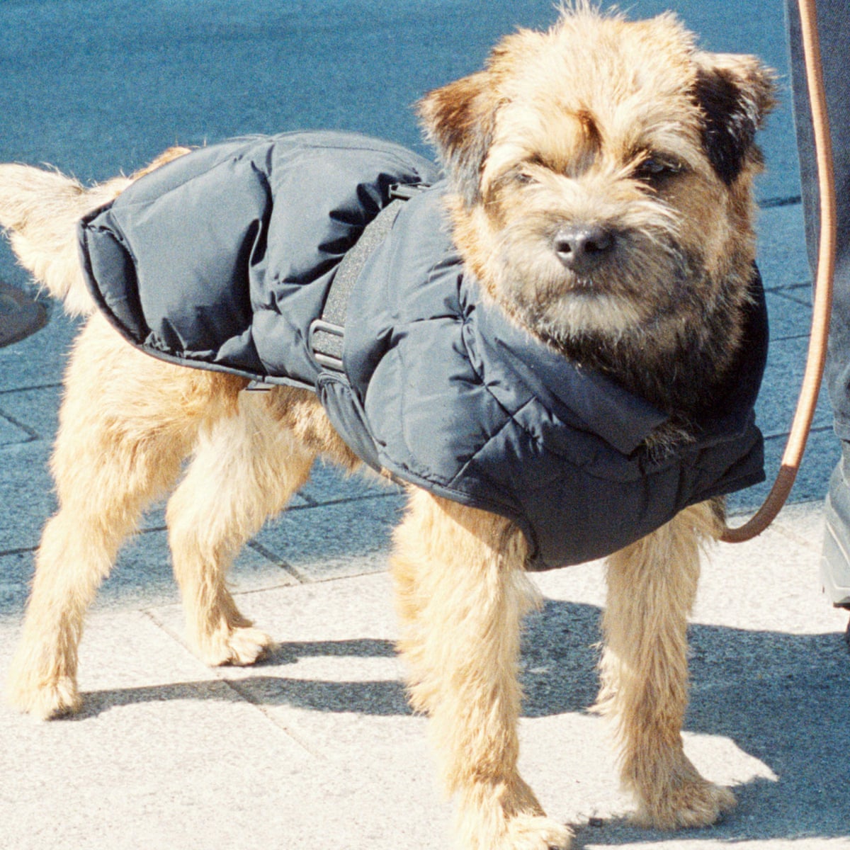 Among Us Sitting Pet Hd Black Among Us Sitting Pet Dog Png Citypng