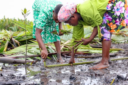 Women plant mangrove propagules in the muddy wetlands of Teenama, Ogoniland