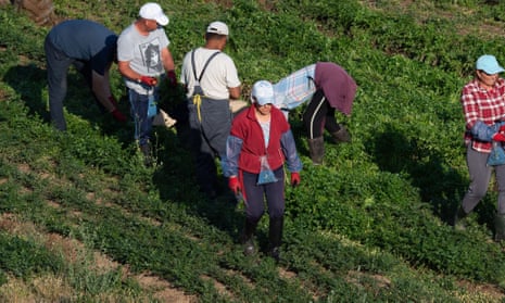 Farm workers pick crops in a field.