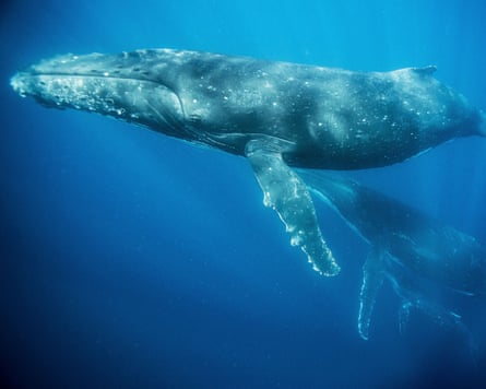 A pair of humpback whales underwater