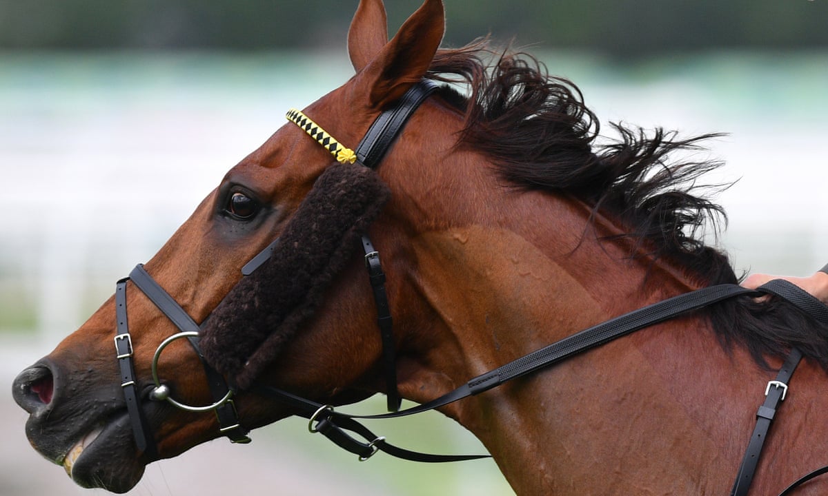 Fears For Animal Welfare As First Australian State Bans Horse And