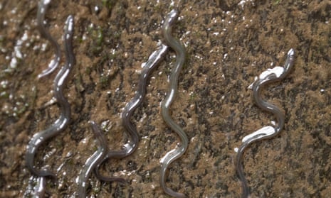 Young European eels (anguilla anguilla) swim up the River Tamar, Cornwall.