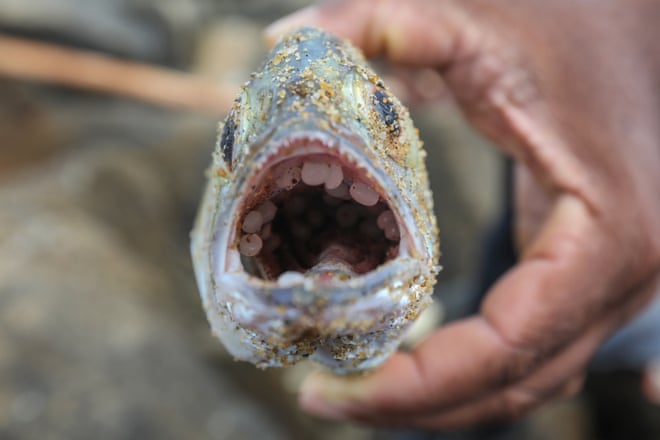 Buoyant, the size of a lentil and almost impossible to recover: how nurdles are polluting the oceans Buoyant, the size of a lentil and almost impossible to recover: how nurdles are polluting the oceans
