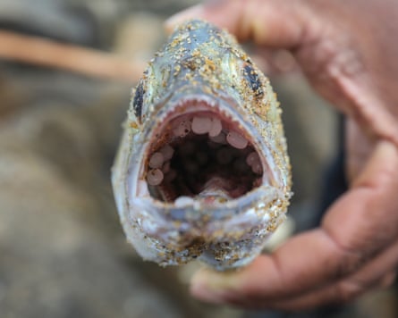 A dead fish full of the ‘nurdles’ that are plastic’s raw material