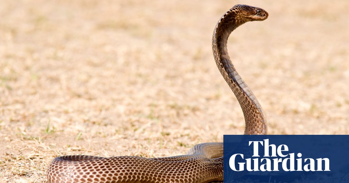 Snake collector's immunity quest opens path towards universal antivenom