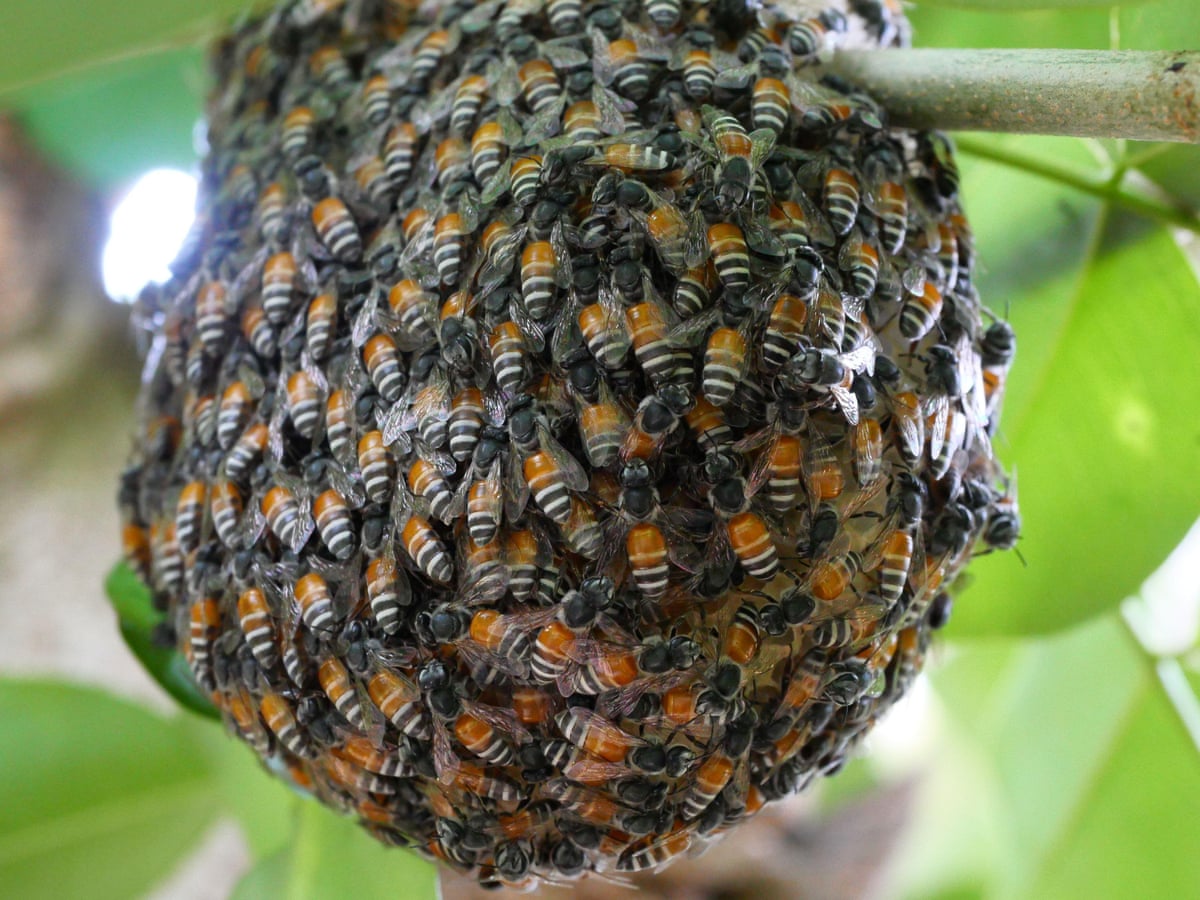 Colony of invasive red dwarf honeybee found for first time in Europe | Invasive species | The Guardian