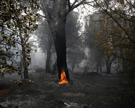 A large pine tree with its hollowed trunk still burning from the inside, is seen in a scorched forest following a wildfire near La Adrada, 95 kilometres west of Madrid, Spain.