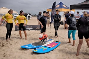Petey, a West Highland terrier, poses for a photo on his surfboard after taking first place for small dogs at the 28th Annual Purina Pro Plan Incredible Dog Challenge Western Regionals competition.