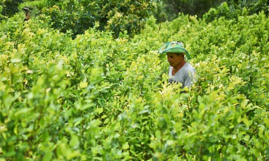 Diositeo Matitui, a 67-year-old coca grower, works in his coca field in a rural area of Colombia.