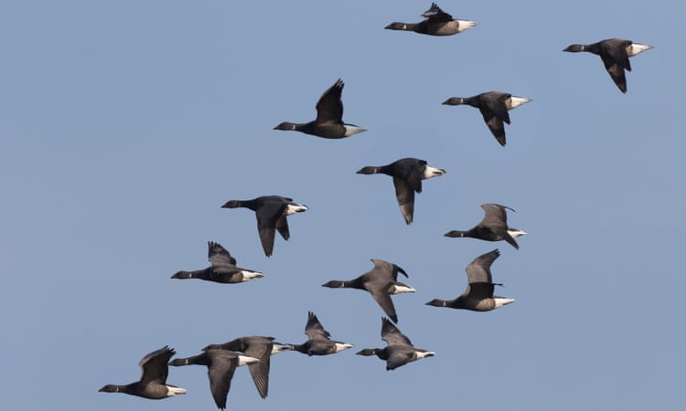 Country diary: The brent geese arrive like fighter pilots – wary of danger Country diary: The brent geese arrive like fighter pilots – wary of danger
