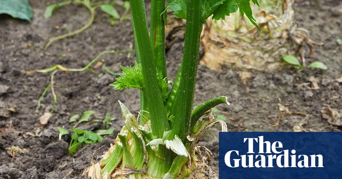 Celeriac are not pretty – or to my taste – but if you’re a fan, start sowing now