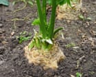Celeriac are not pretty – or to my taste – but if you’re a fan, start sowing now Celeriac are not pretty – or to my taste – but if you’re a fan, start sowing now