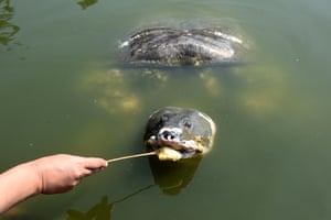 Tartarugas pretas de casco mole ou tartarugas Bostami (Nilssonia nigricans) são uma espécie de tartaruga extremamente rara e criticamente ameaçada, vista aqui em uma lagoa em Chittagong, Bangladesh. Durante décadas, seus criadouros encolheram e seu habitat foi ameaçado pela poluição. Por meio de métodos de conservação e proteção da espécie, algumas dessas tartarugas podem ser encontradas hoje em todo o estado selvagem, e cientistas e biólogos ambientais continuam trabalhando duro para preservar essa espécie ameaçada e seu habitat natural