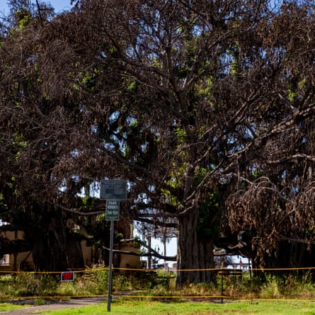 New growth on the 150-year-old banyan tree