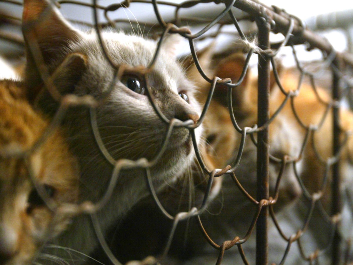 Taiwan Bans Dog And Cat Meat From Table As Attitudes Change Taiwan The Guardian