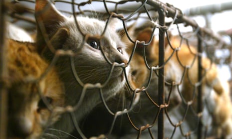 Cats are seen caged after being rescued by China Small Animal Protection Association from a Tianjin market that trade cats for meat and fur, in Beijing
