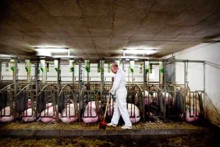 A pig farm at Slangerup, Denmark.