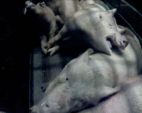 British pigs being gassed before slaughter, captured by hidden cameras at an abbatoir.