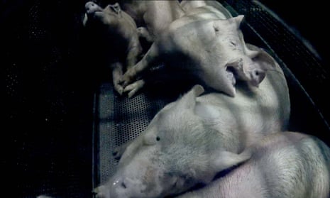 British pigs being gassed before slaughter, captured by hidden cameras at an abbatoir.
