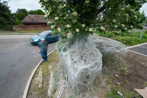 Shrewsbury, UK. A mass of silken webbing engulfs shrubs at Meole Brace retail park, believed to have been made by ermine moth caterpillars to protect themselves while they feed and pupate