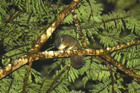 The ring-tailed glider sat in a tree