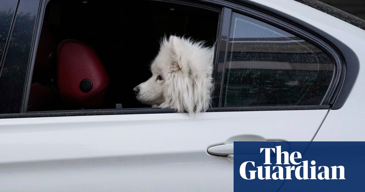 Iran has extended ban on walking dogs in public, reports say