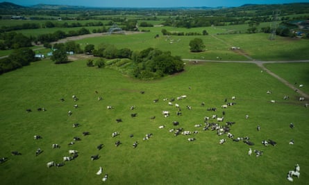 Large fields with a herd of cows spread out 