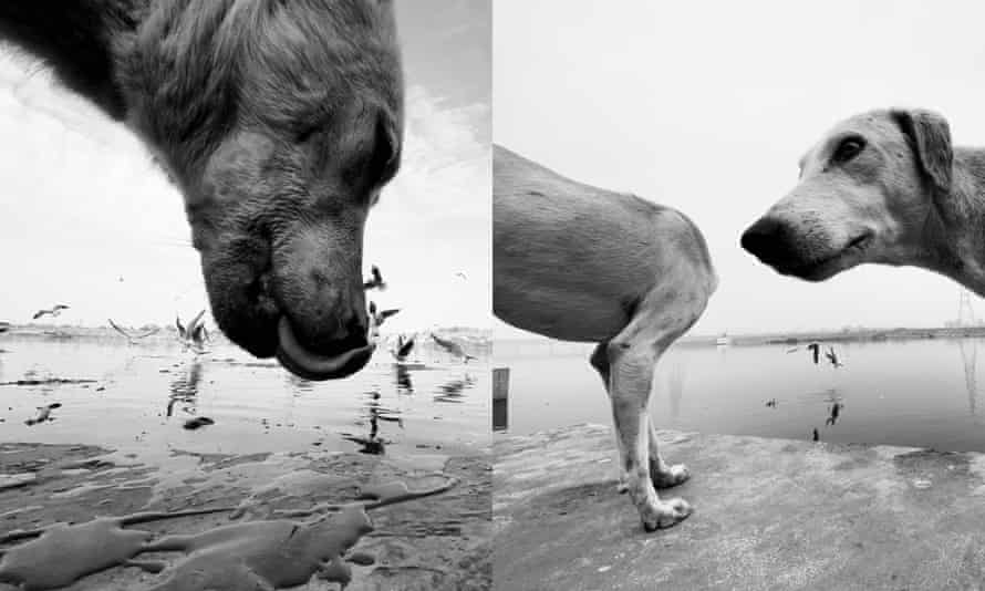 Black and white pictures of two dogs on a beach in India, with birds flying behind them